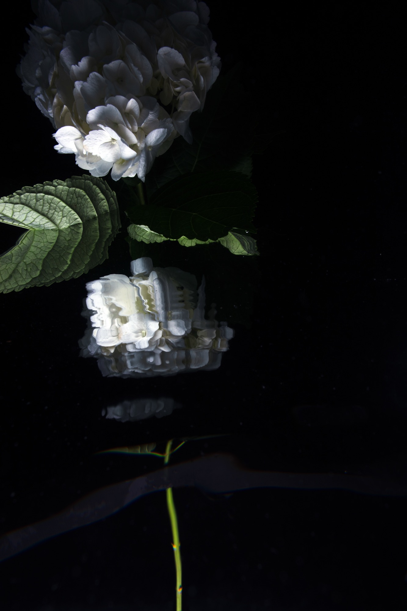 Hortense 2021 — natural digital by Robin Cerutti